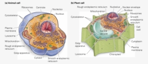List Three Things Plant Cells Contain That Animal Cells - 동물 세포 와 식물 세포