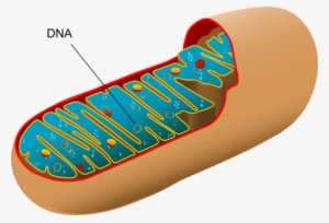 Cytoplasm - Animal Cell Mitochondria