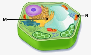 Image Showing Plant Cell - Plant Cell With No Label