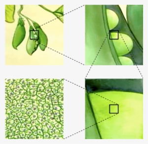Illistration Of Pea Cells As Part Of The Pea Plant - Pea Starch Branching Enzyme