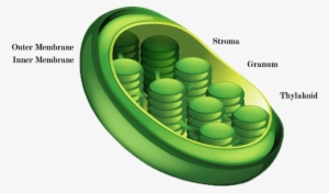 Picture - Job Of A Chloroplast