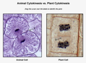 Plant Cytokinesis Images - Cytokinesis In Plant Cells Microscope