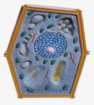 Plant Cell Model For Biology, Plant Cell Model For - Plants
