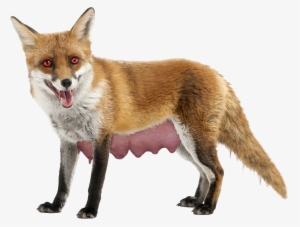 Long Nippled Fox