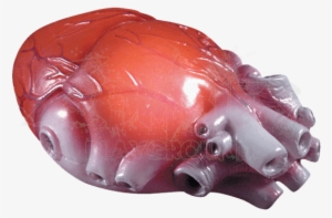 Color Changing Realistic Heart - Parts Of Body