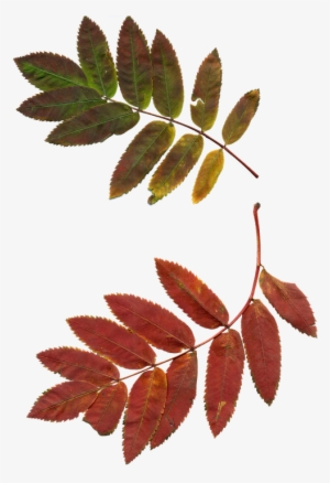 Leaves, Autumn Leaves, Rowan, Clipart, Nature, Plant - Sprig Of Rowan