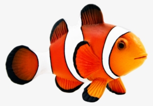 Report Abuse - Fish Clownfish