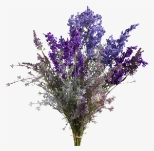 Aa A1 012 V=1452600398 - English Lavender