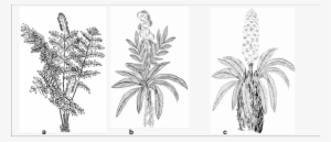 Evolution Of Cycas Plant - Drawing