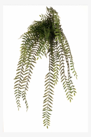 This Columnea Hanging Bush Is A Perfect Planter Filler - Columnea Hanging Bush