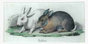 Giclee Print: Rabbits Illustration At Art.com: Size: