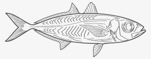 Fish Line Art Clip Transparent - Vis Tekening