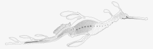 Weedy Sea Dragon Phyllopteryx Taeniolatus, Black White - Weedy Sea Dragon Drawing