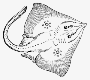 Big Image - Sting Ray Images Clip Art