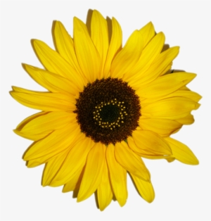 Im Genes Predise Adas De Girasol Im Genes Predise Adas - Paper Sunflower