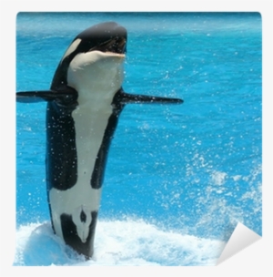 A Young Killer Whale Tail Walks Across The Water Wall - Killer Whale
