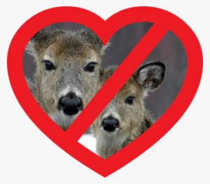 Deer Heart - Hate Deer