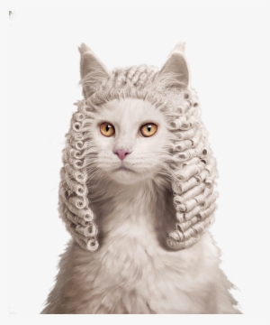 Clipart Free Library Kitten Cat Judge Ruf - Animal Judge