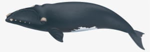 Northern Right Whale - Right Whales