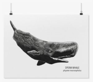 Sperm Whale Art Poster Kohola Kai Creative