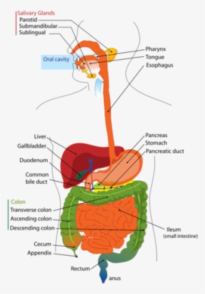 Digestive System Diagram - Aparato Digestivo En Ingles