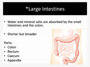 The Large Intestines - Large Intestines