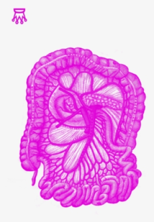 Intestines