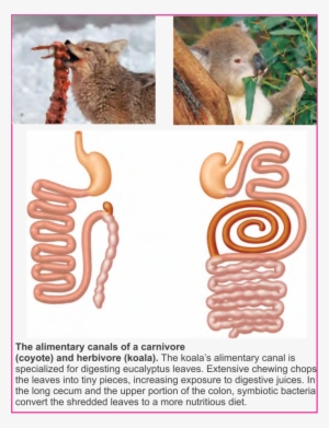 Although These Two Mammals Are About The Same Size, - Digestive Tract Of Herbivores