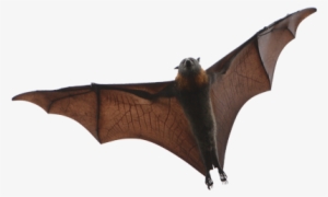 Bat - Little Brown Bat New England