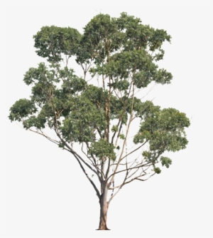 Euciliptus Tree - Queensland State Netball Centre