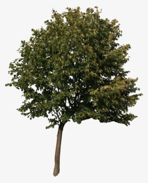 2d Trees - 3d Max Tree Model