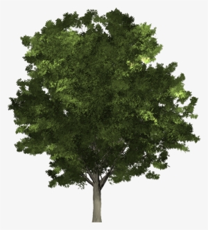 Tree To The Early Irish - Tree