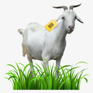 Kristaps Porzingis Goat