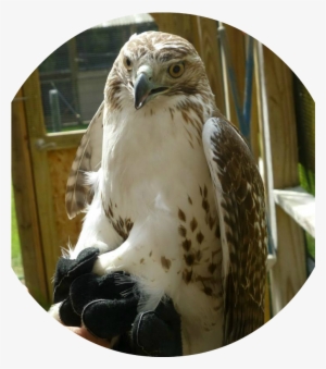 The Red-tailed Hawk - Red-tailed Hawk
