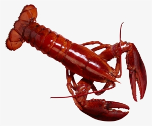 Lobster Clipart Dancing Shrimp - Lobsters In The Philippines