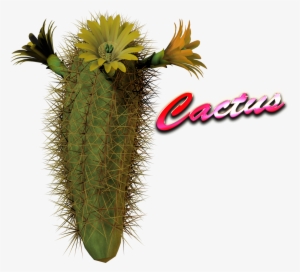 Cactus Png Hd Image - Cacrtus Png