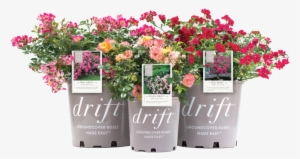 Driftpots Tags Isolated - Flower
