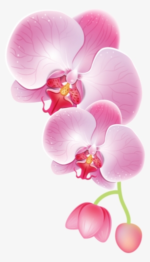 Orchid Drawing - Orchid Drawing .png