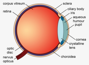 Eye Diagram - Health