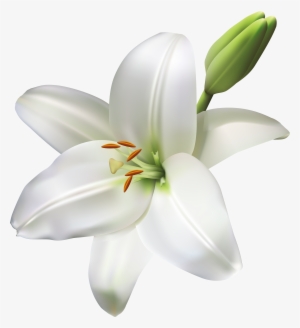 Lily Flower Transparent Png Clip Art Image