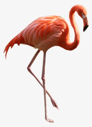Flamingo Clipart Wing Open - Flamingo Png