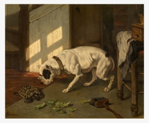 Dog And Turtle - Wikimedia Commons