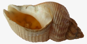 sea shell clam ocean sea shells 1162785 - bilder muscheln