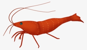 mlfef-shrimp - homarus