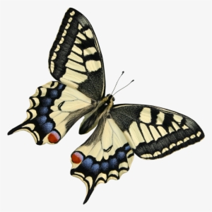Watercolor Butterfly Png Download - Beautiful Butterflies Transparent Background