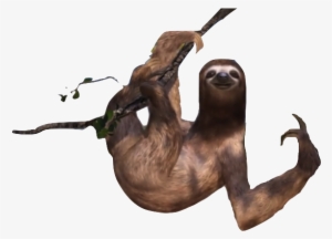 Picture Free Library Sloths Posted Years Ago With Notes - Sloth