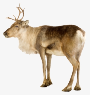 Reindeer - Северный Олень На Белом Фоне