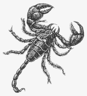 How to draw a Scorpion  step by step lessons