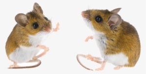 What Is A Rodent - Deer Mouse Transparent