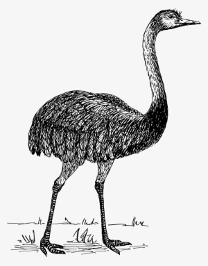 Ostrich Drawing Vintage - Ñandú Vector